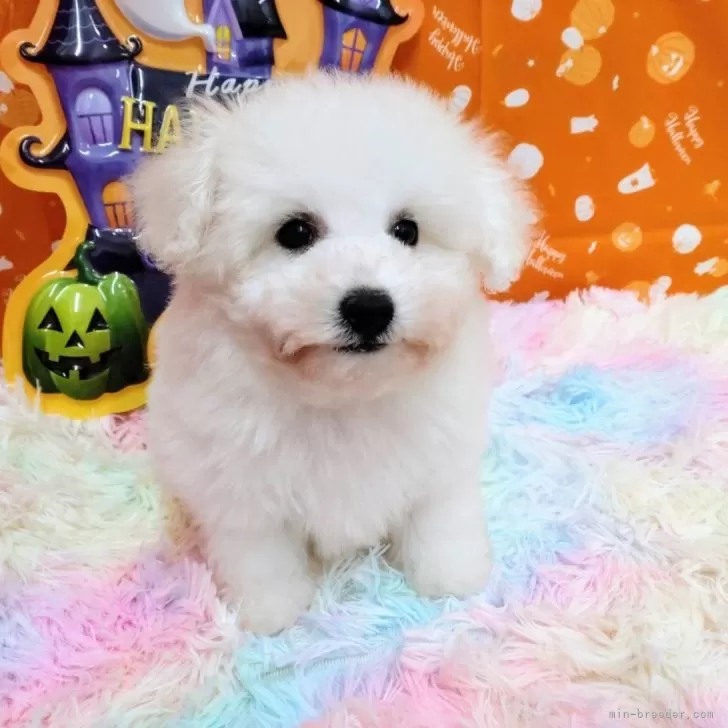 ID：2409-05049の子犬