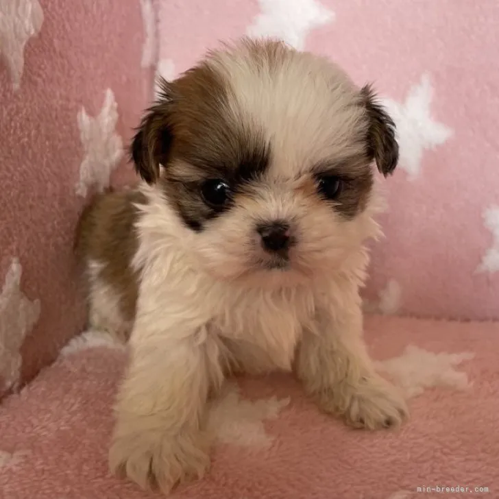 ID：2304-01502の子犬