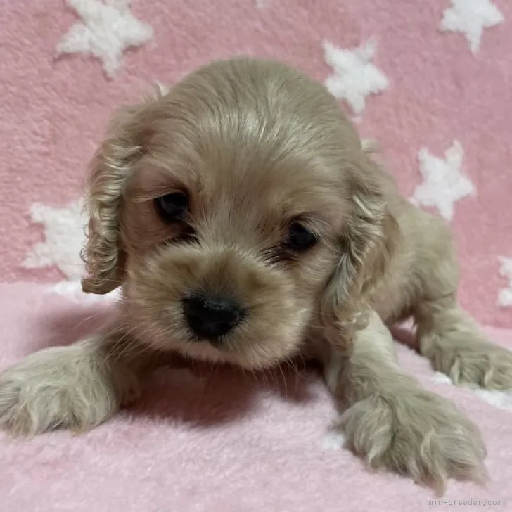 ID：2308-05195の子犬