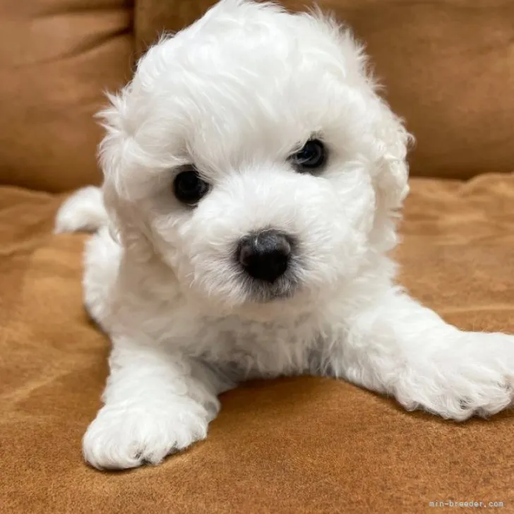 ID：2306-05638の子犬