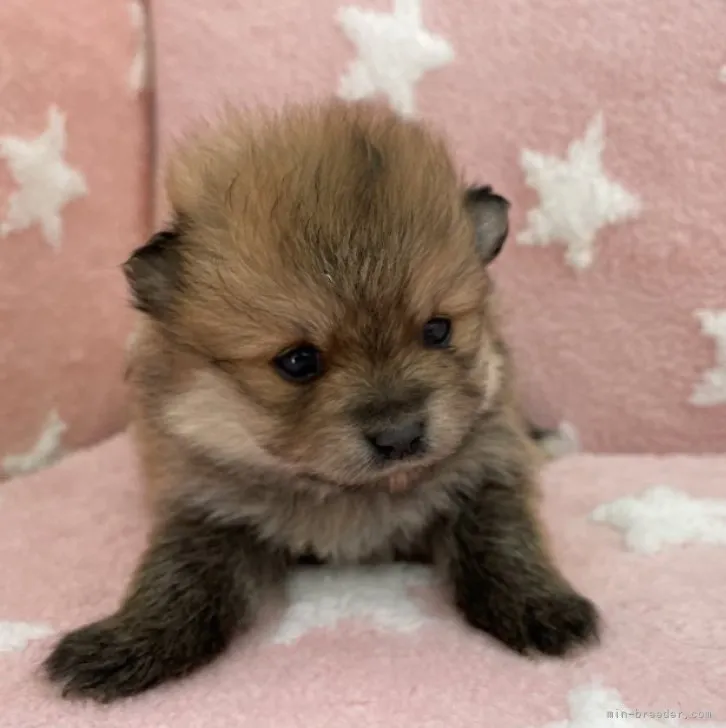 N 様のお迎えした子犬