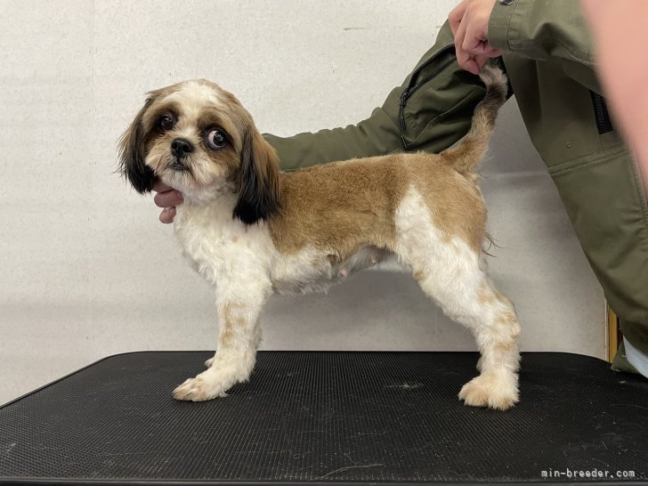 シーズー【・女の子・2023年1月22日・ホワイトアンドゴールド】