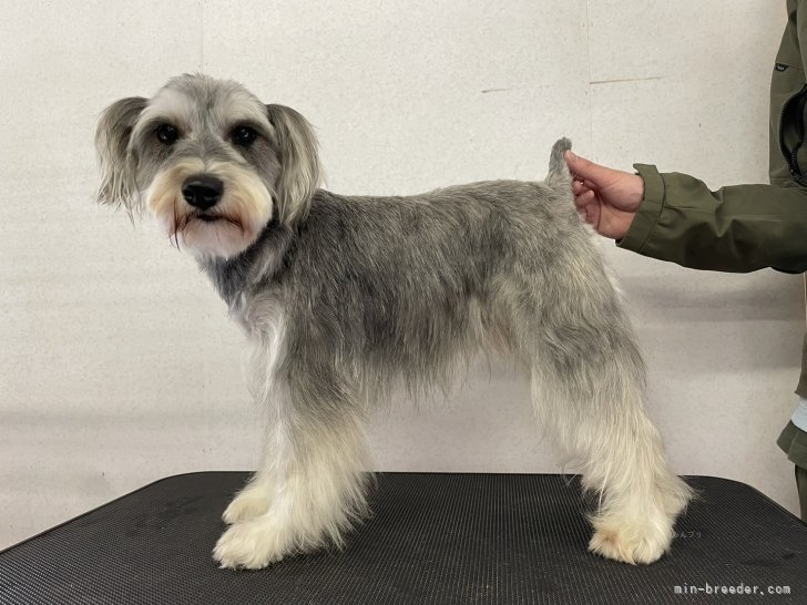 ミニチュアシュナウザー【・女の子・2024年6月17日・ソルトアンドペッパー】