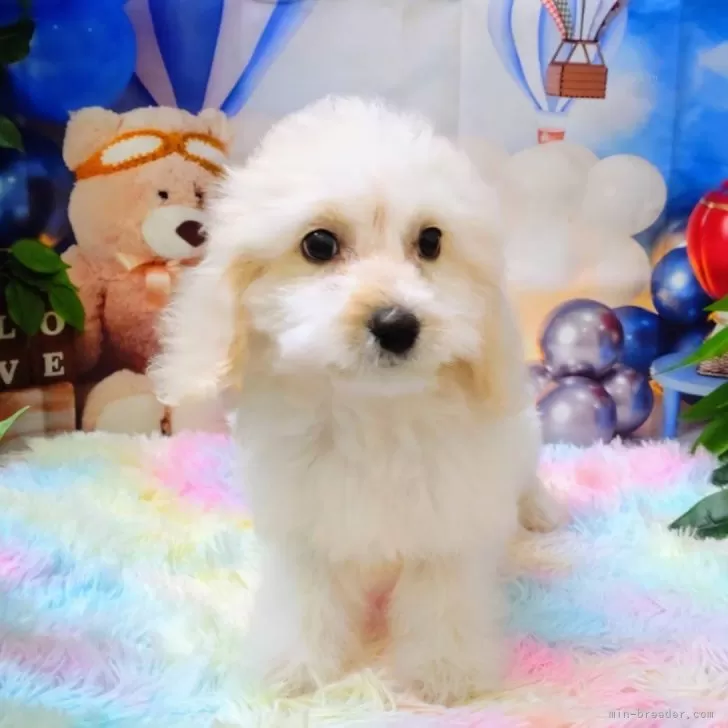 ID:2405-05061の子犬