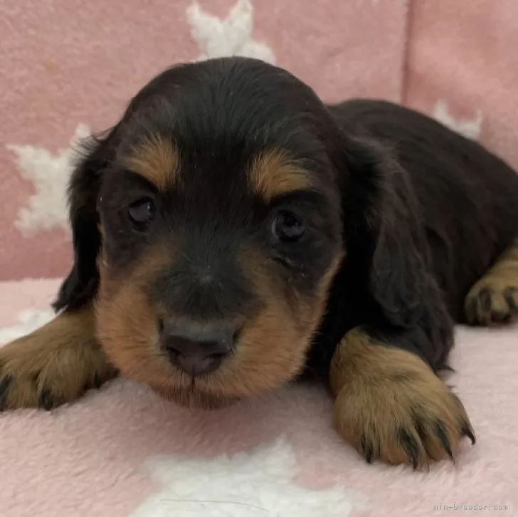 ID：2303-02615の子犬