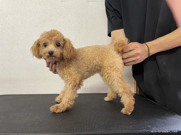 トイプードル(トイ)【・女の子・2023年10月20日・アプリコット】