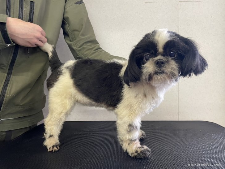 シーズー【・女の子・2023年3月2日・ブラックアンドホワイト】