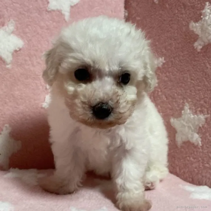 ID:2308-05186の子犬