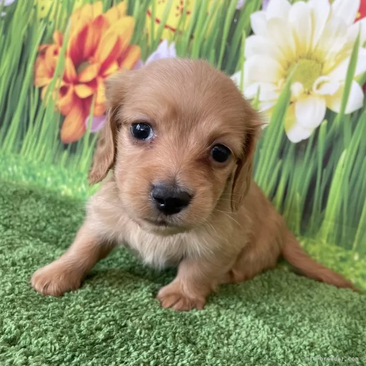 ID：2401-05557の子犬