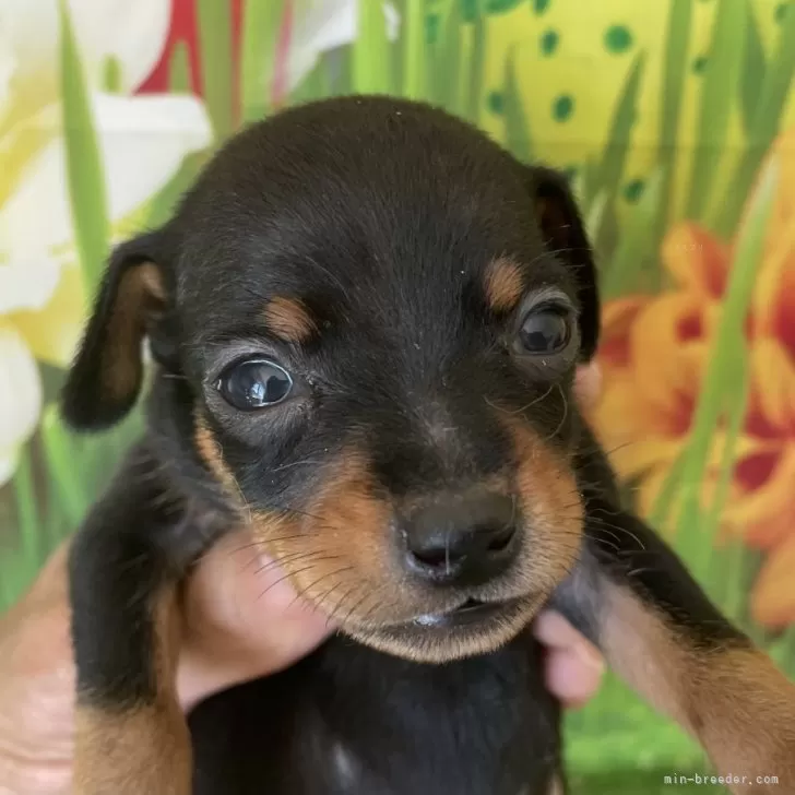 ID：2408-01939の子犬