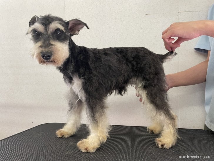 ミニチュアシュナウザー【・女の子・2022年5月22日・ブラックアンドシルバー】