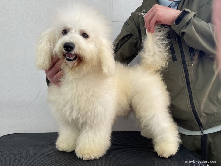 ビションフリーゼ【・男の子・2023年7月21日・ホワイト】