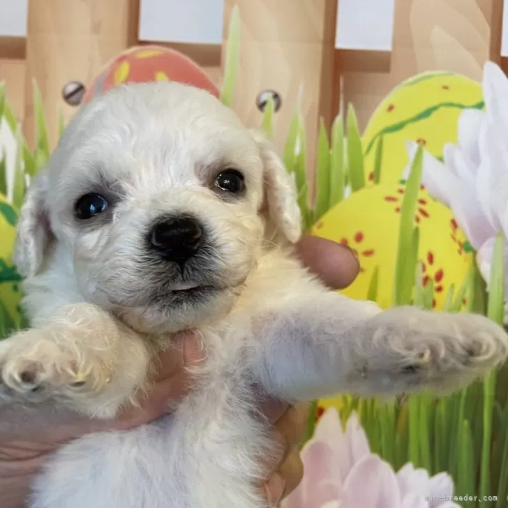 ID:2407-07399の子犬
