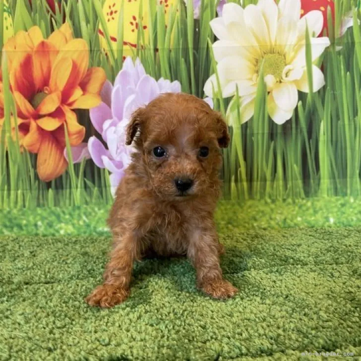 ID:2311-05235の子犬