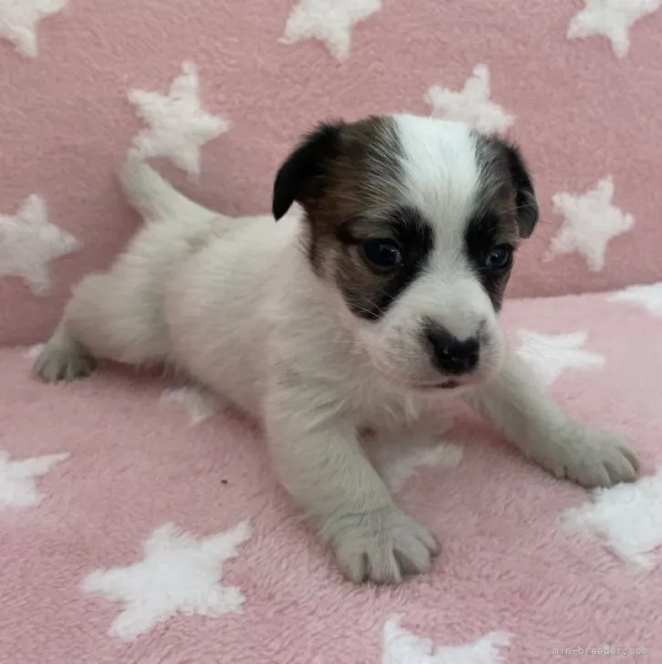 ID：2301-01469の子犬