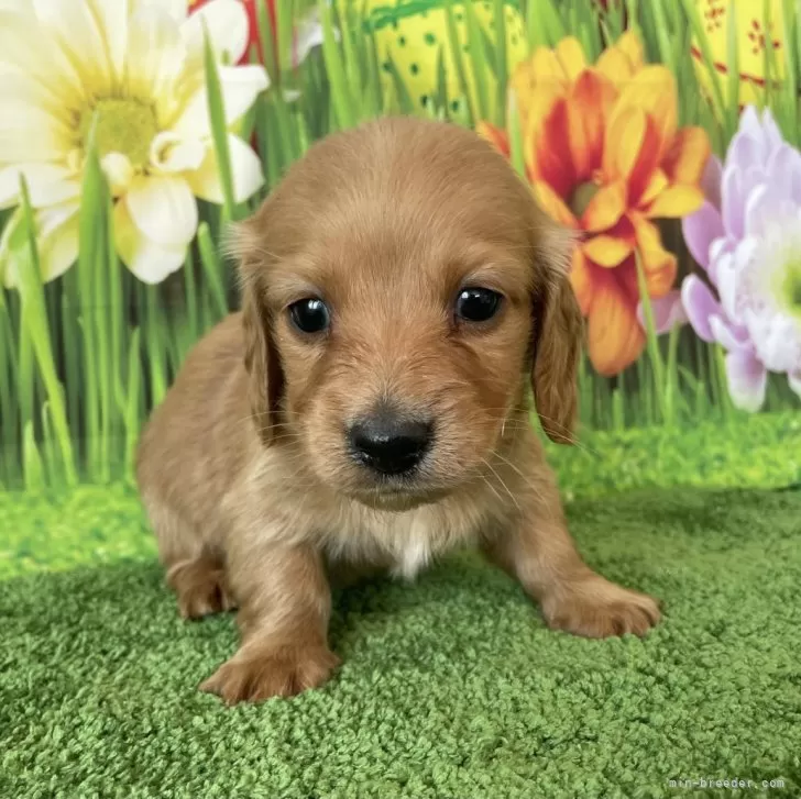 ID：2401-05556の子犬