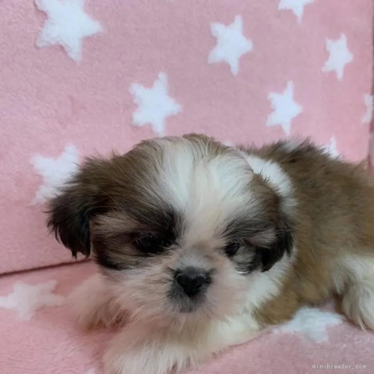 ID:2211-01807の子犬