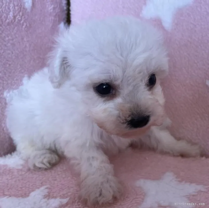 ID:2211-04154の子犬