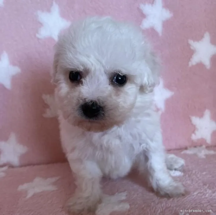 ID:2212-00202の子犬