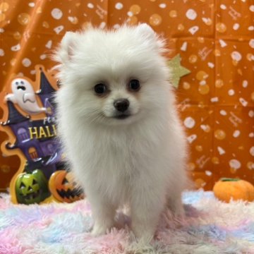 ポメラニアン【北海道・女の子・2024年7月18日・クリーム】の写真「可愛くなりました」