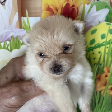 ポメラニアン【北海道・男の子・2024年7月18日・クリーム】の写真「クリームの男の子です　可愛くなりました」
