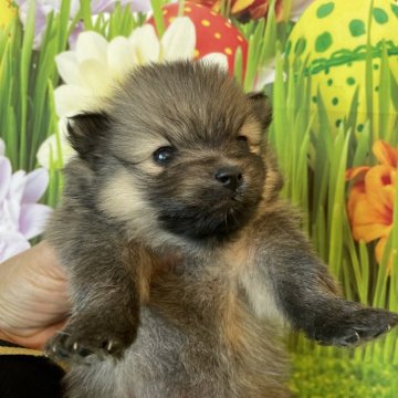 ポメラニアン【北海道・男の子・2023年11月27日・ウルフセーブル】の写真「ウルフセーブルの男の子です」