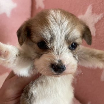 ミックス(父親ビションフ、母親ジャックラッセル)【北海道・女の子・2023年6月17日・ホワイトアンドタン】の写真「ホワイトアンドタンの女の子です
可愛くなってます」