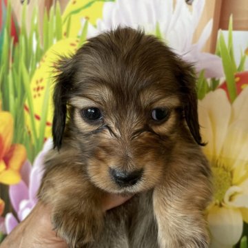 ミニチュアダックスフンド(ロング)【北海道・女の子・2024年2月4日・シェイデットレッド】の写真「可愛い女の子です！大人っぽくなりました！」