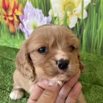 ミックス(アメリカンコッカースパニエル×キャバリア)【北海道・男の子・2024年2月18日・ルビーアンドホワイト】の写真「父親コッカー　母親キャバリアのミックス犬です！」