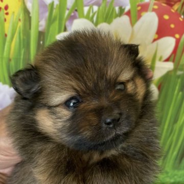 ポメラニアン【北海道・男の子・2024年7月16日・オレンジセーブル】の写真「オレンジセーブルの男の子です　可愛くなりました」