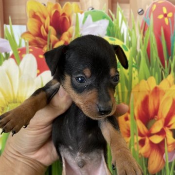 ミニチュアピンシャー【北海道・女の子・2023年12月23日・ブラックアンドタン】の写真「スタイル抜群の小型犬です！」