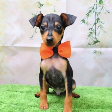 ミニチュアピンシャー【北海道・男の子・2023年9月7日・ブラックアンドタン】の写真「スタイル抜群の小型犬です！大人っぽくなりました！」