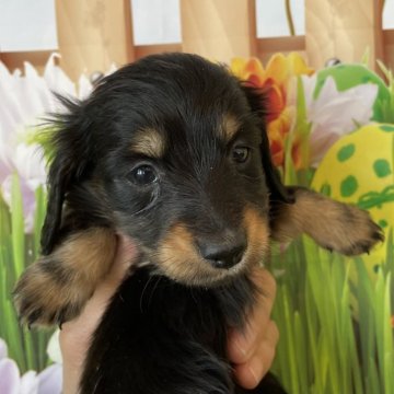 ミニチュアダックスフンド(ロング)【北海道・男の子・2024年2月4日・ブラックアンドタン】の写真「可愛い男の子です！」