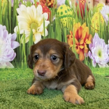 ミニチュアダックスフンド(ロング)【北海道・女の子・2023年10月20日・チョコレートアンドタン】の写真「チョコレートアンドタンの女の子です！」