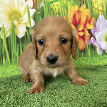 ミニチュアダックスフンド(ロング)【北海道・男の子・2023年12月18日・ゴールド】の写真「ゴールドの男の子です」