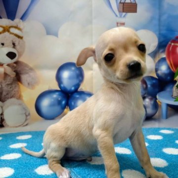チワピン(チワワ×ミニチュアピンシャー)【北海道・男の子・2024年3月30日・クリーム】の写真「父親チワワ、母親ミニピンのクリームの男の子です！」