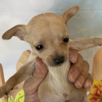 チワピン(チワワ×ミニチュアピンシャー)【北海道・男の子・2024年3月30日・クリーム】の写真「父親チワワ、母親ミニピンのクリームの男の子です！」