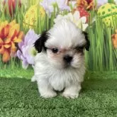 シーズー【北海道・男の子・2024年3月1日・ホワイトアンドゴールド】の写真1