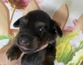 ミニチュアダックスフンド(ロング)【北海道・女の子・2024年7月20日・ブラックタン】の写真2