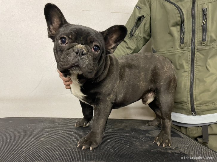 フレンチブルドッグ【・男の子・2024年3月24日・ブリンドル】