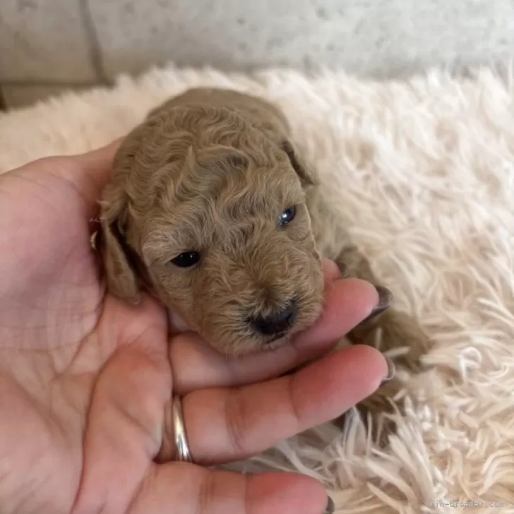 タイニープードル【鹿児島県・女の子・2025年10月13日・アプリコット】の写真1「今現在離乳食開始してます。ずっとみてられる可愛いさ」