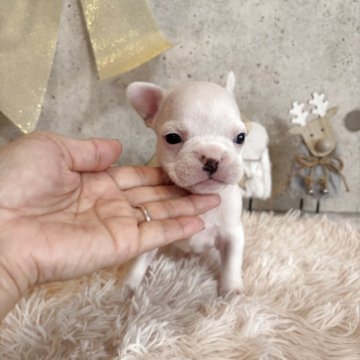 フレンチブルドッグ【鹿児島県・女の子・2025年10月23日・クリーム】の写真「ママのお乳たっぷり飲んでスクスク成長中」