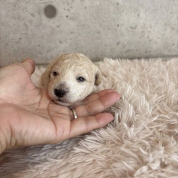 タイニープードル【鹿児島県・女の子・2025年10月22日・クリーム】の写真「クリーム色の可愛い女の子」