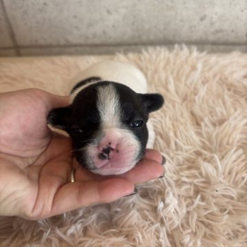 フレンチブルドッグ【鹿児島県・女の子・2025年10月23日・パイド】の写真「ママのお乳たっぷり飲んでスクスク成長中」