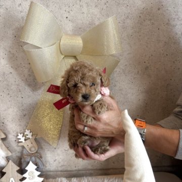 トイプードル(タイニー)【鹿児島県・女の子・2025年10月13日・アプリコット】の写真「ミルクティー色でおしゃれな女の子」