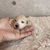 タイニープードル