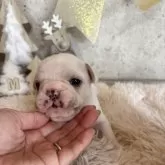 フレンチブルドッグ