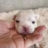 フレンチブルドッグ