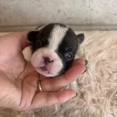 フレンチブルドッグ