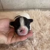 フレンチブルドッグ